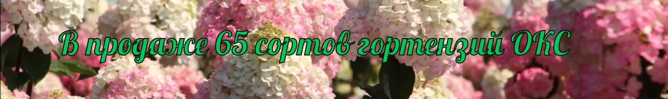 Гортензии ОКС