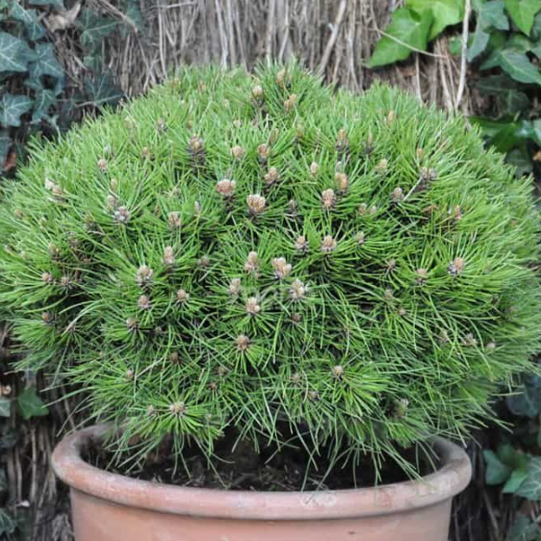 Сосна черная "Мари Брегон"