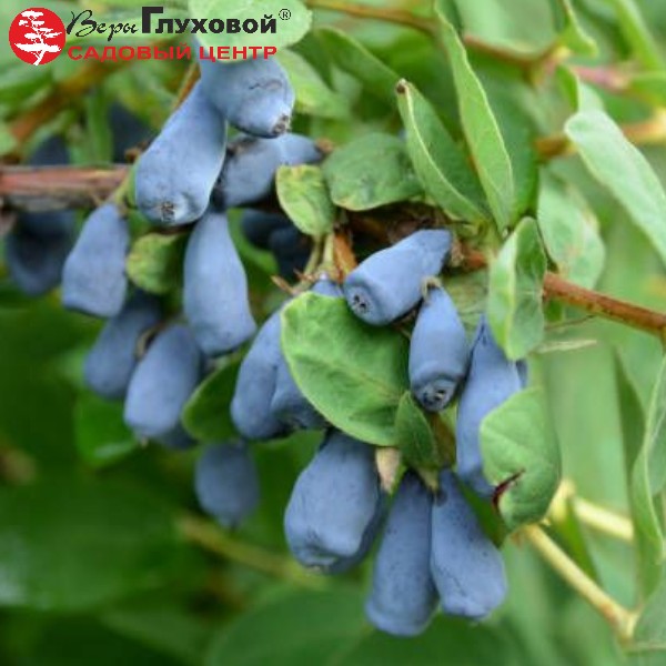 Жимолость "Сильгинка"