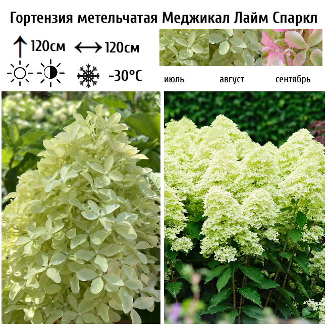 Гортензия метельчатая "Меджикал Лайм Спаркл"