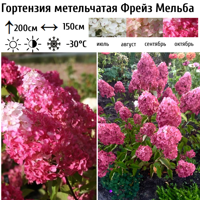 Гортензия метельчатая "Фрейз Мельба"
