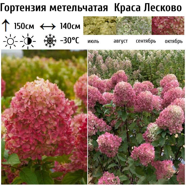 Гортензия метельчатая "Краса Лесково"