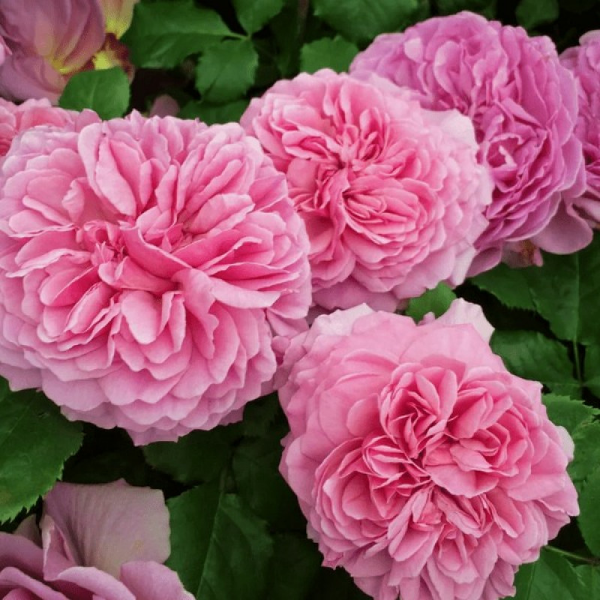 Роза флорибунда D.Austin "Princess Alexandra of Kent"