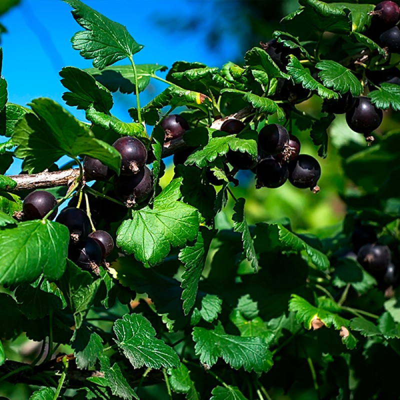 Йошта "Джостаберри"