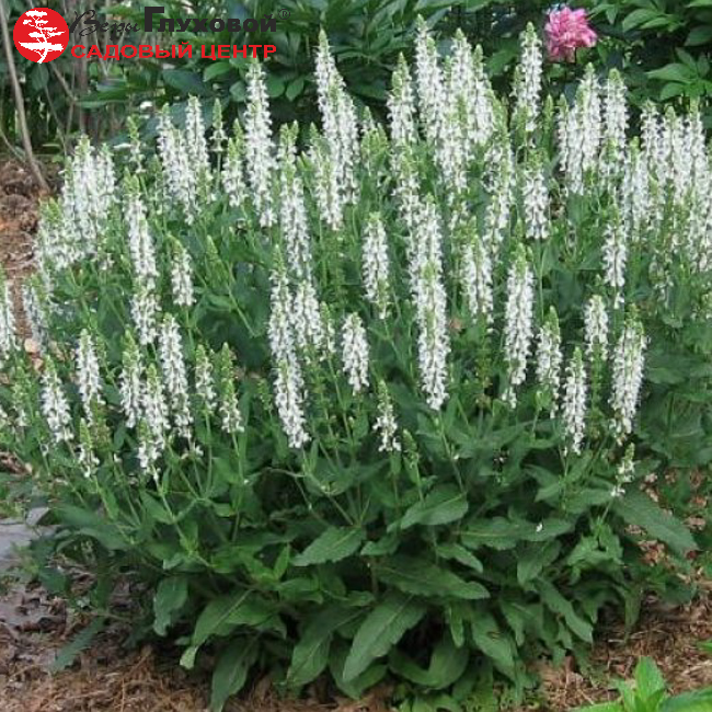 Шалфей дубравный "Шнеехугель"