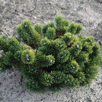 Сосна горная "Якобсен"  