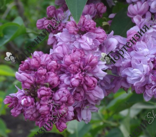 Сирень обыкновенная "Русская песня"