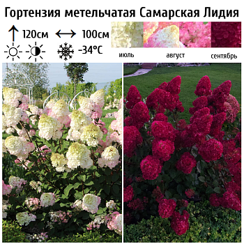 Гортензия метельчатая «Самарская Лидия» 