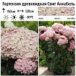Гортензия древовидная 