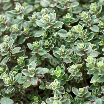 Тимьян лимоннопахнущий  "Сильвер Квин" 