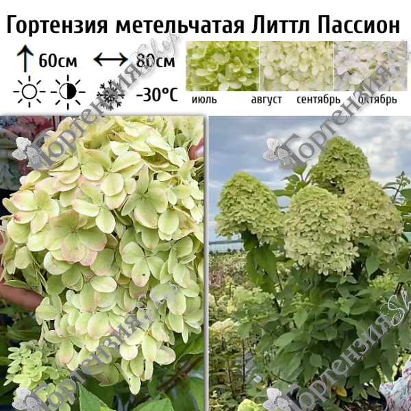 Гортензия метельчатая "Литтл Пассион"