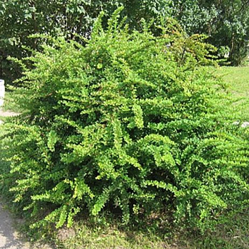 Барбарис Тунберга "Грин Орнамент" 