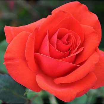 Роза чайно-гибридная "Kanegem" 