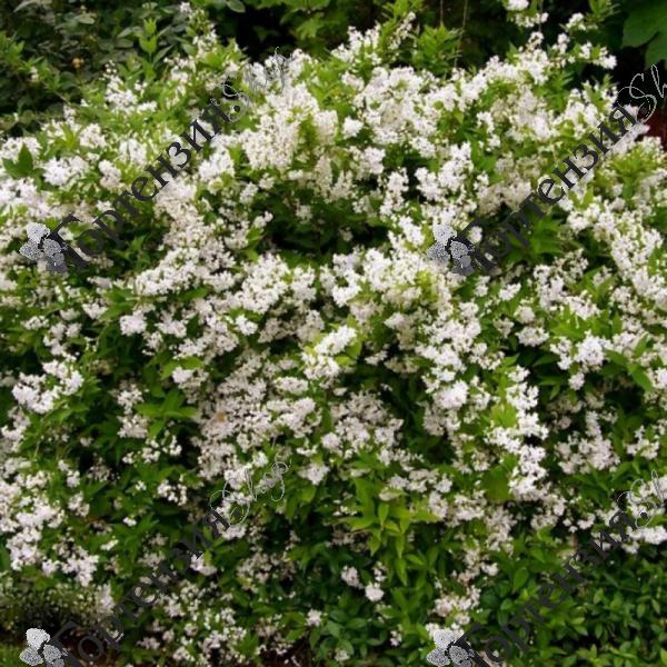 Дейция городчатая ‘Диппон‘ 