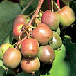 Актинидия аргута 