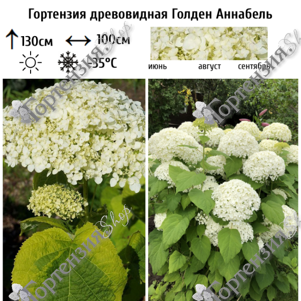 Гортензия древовидная "Голден Аннабель"