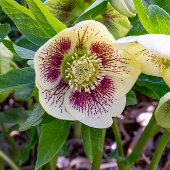 Морозник восточный "Вайт Споттед" 