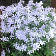 Флокс растопыренный 