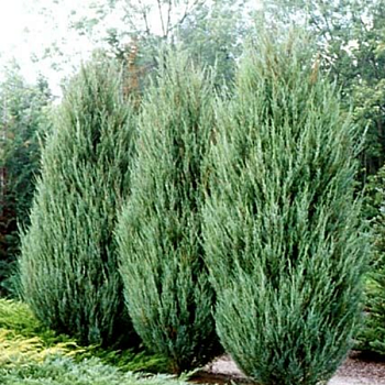 Можжевельник скальный "Скайрокет" 