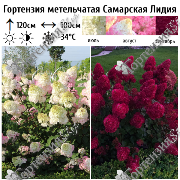 Гортензия метельчатая «Самарская Лидия»
