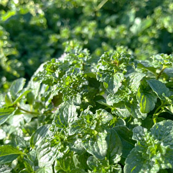 Мята "Криспа" 