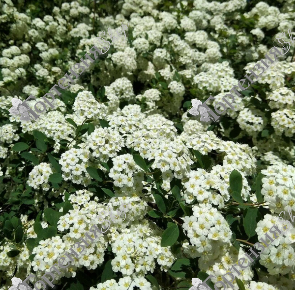 Спирея стелющаяся