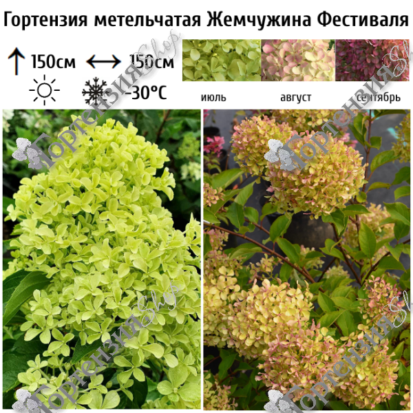 Гортензия метельчатая "Жемчужина Фестиваля"