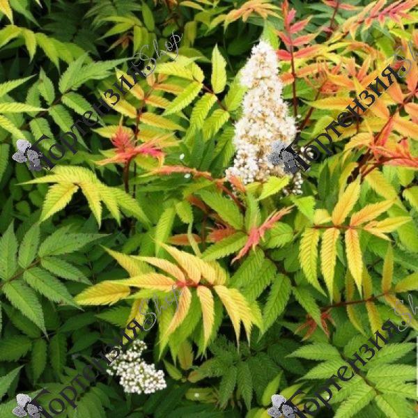 Рябинник рябинолистный "Сэм"