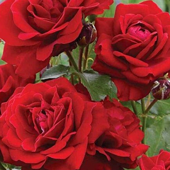 Роза полиантовая "Mona Lissa" 