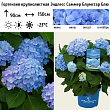 Гортензия крупнолистная 