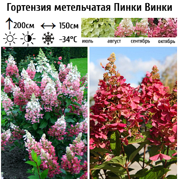 Гортензия метельчатая "Пинки Винки" 
