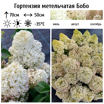 Гортензия метельчатая "Бобо" 