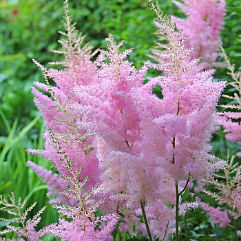 Астильба Арендса "Каттлея" 